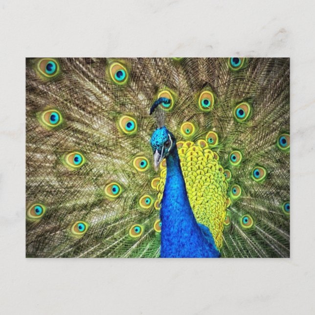 Carte postale Peacock (Devant)