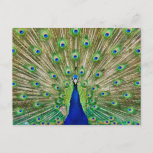 Carte postale Peacock