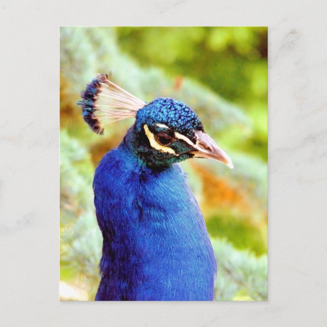 CARTE POSTALE PEACOCK (Devant)