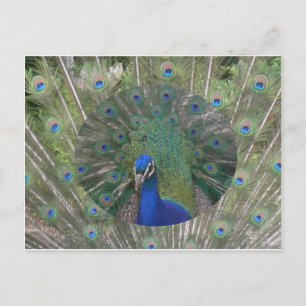 Carte postale Peacock