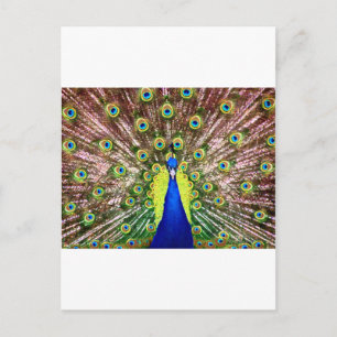 CARTE POSTALE PEACOCK