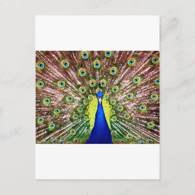 CARTE POSTALE PEACOCK (Devant)
