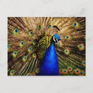 Carte postale Peacock
