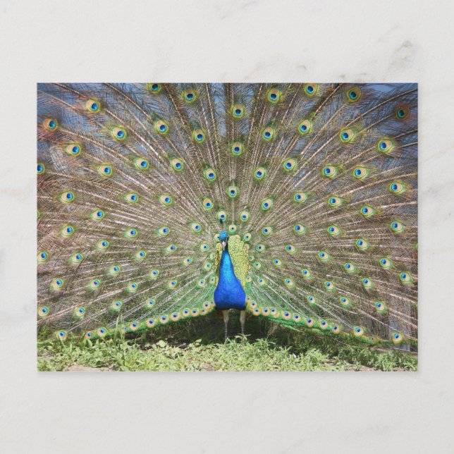 Carte Postale Peacock (Devant)