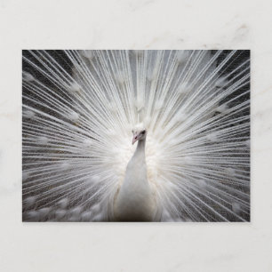 Carte Postale Peacock Albino Blanc Magnifique Art Mur