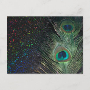 Carte Postale Peacock arc-en-ciel noir