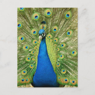 Carte Postale Peacock avec de belles plumes Photo