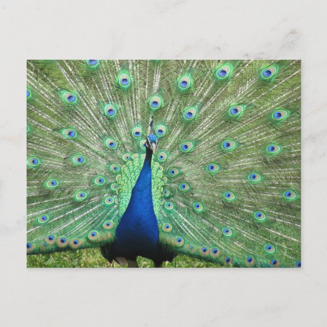 Carte postale - Peacock avec queue foulée (Devant)