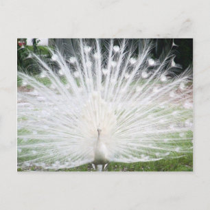 Carte Postale Peacock blanc