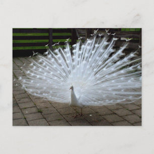 Carte Postale Peacock blanc