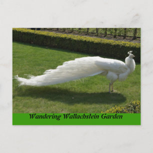 Carte Postale Peacock blanc