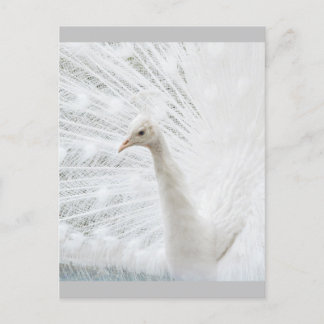 Carte Postale Peacock blanc belles plumes
