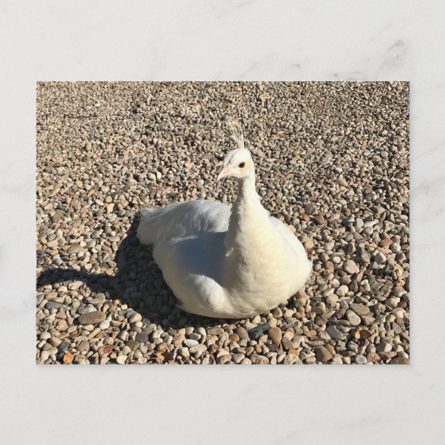 Carte Postale Peacock Blanc, Idaho (Devant)