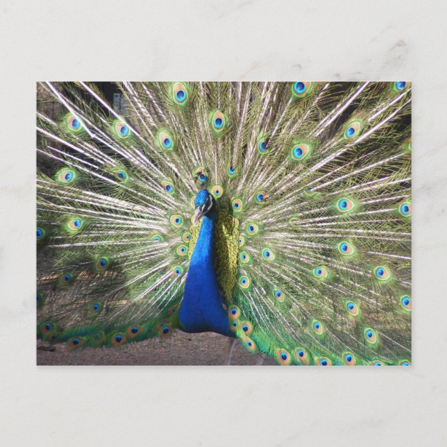 Carte Postale Peacock bleu (Devant)
