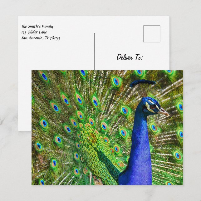 Carte Postale Peacock Bleu brillant (Devant / Derrière)