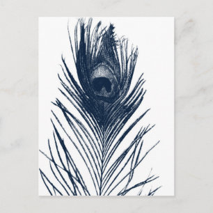 Carte postale Peacock bleu foncé