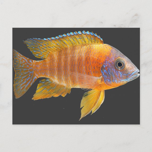 Carte Postale Peacock Cichlid (Devant)