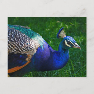 Carte Postale Peacock coloré du Wisconsin Zoo