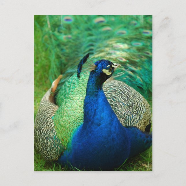Carte postale Peacock colorée (Devant)