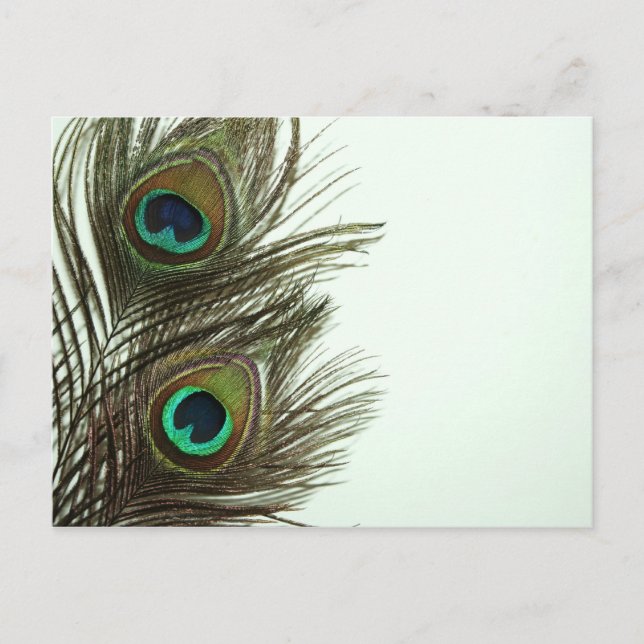 Carte postale Peacock Feather (Devant)