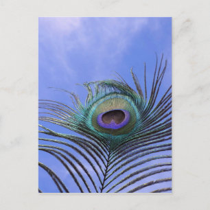 Carte Postale Peacock Feather 2 photo