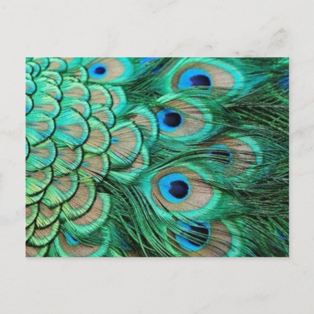 CARTE POSTALE PEACOCK FEATHERS (Devant)