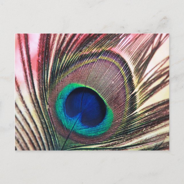 Carte Postale peacock.jpg (Devant)