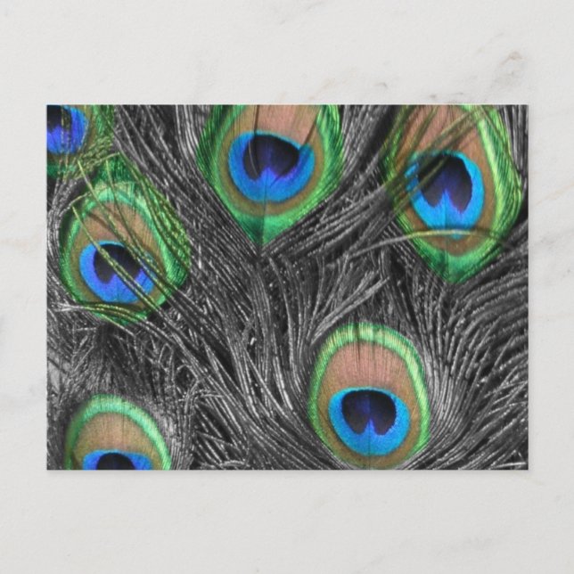Carte postale Peacock noir et blanc (Devant)