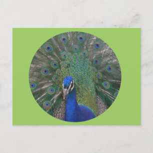 Carte postale Peacock personnalisable