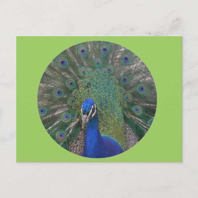 Carte postale Peacock personnalisable (Devant)