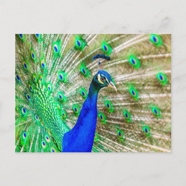 Carte Postale Peacock Plumage (Devant)