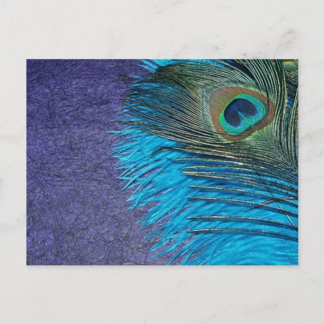 Carte Postale Peacock pourpre et Turquoise (Devant)