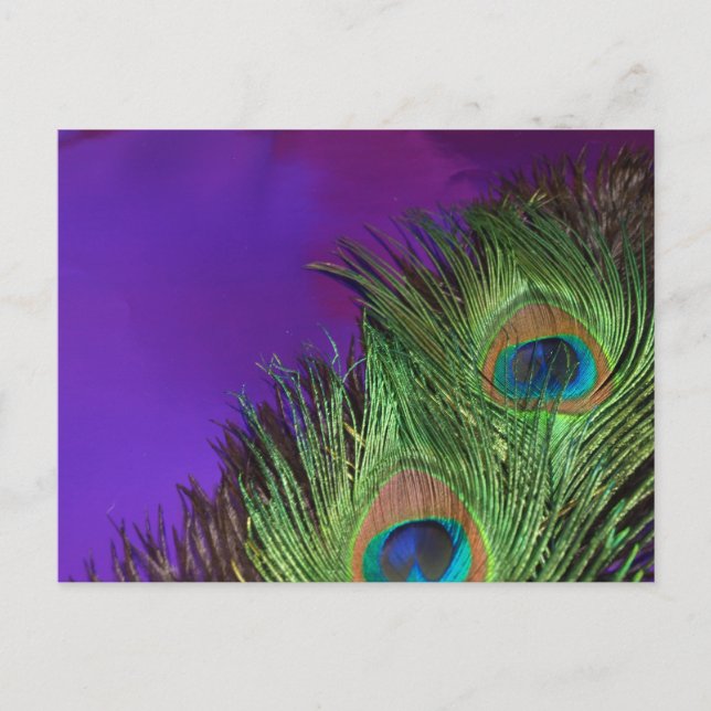Carte Postale Peacock Purple Foil (Devant)