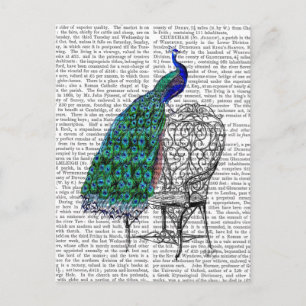 Carte Postale Peacock sur la chaise