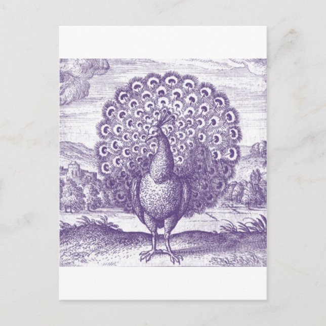 Carte Postale Peacock, une gravure vintage (Devant)