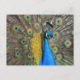 Carte postale Peacock unique