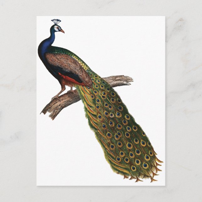 Carte Postale Peacock vintage (Devant)