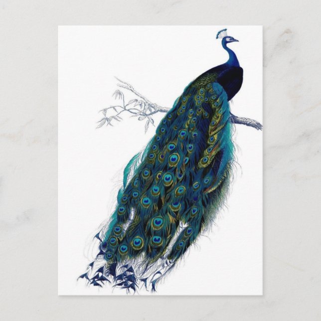 Carte Postale Peacock vintage (Devant)