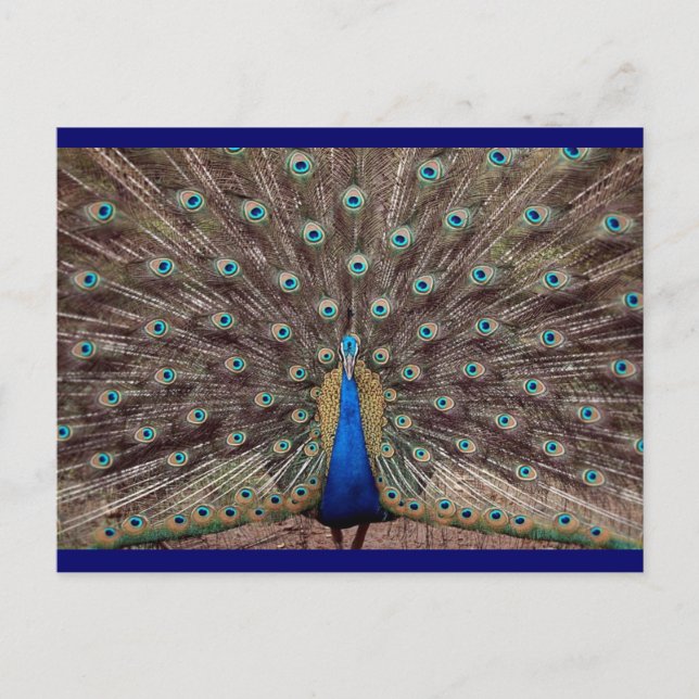 Carte Postale Peacok (Devant)