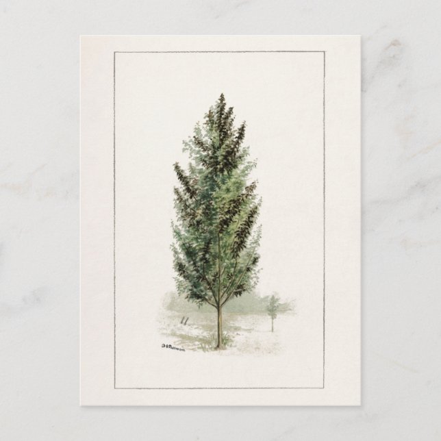 Carte Postale Pear Tree (Pyrus communis) Aquarelle Peinture (Devant)