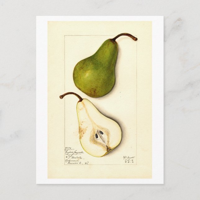 Carte postale Pear Vintage Botanical Illustration (Devant)