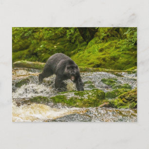 Carte Postale Pêche à l'ours noir   Qua Creek Colombie-Britanniq