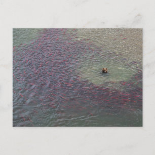 Carte Postale Pêche À L'Ours Pour Saumon Dans Le Parc National D