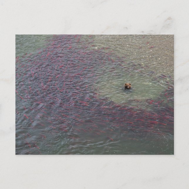 Carte Postale Pêche À L'Ours Pour Saumon Dans Le Parc National D (Devant)