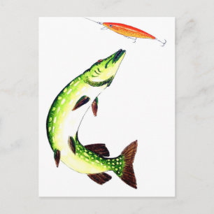 Carte Postale Pêche au brochet et pêche à la mouche