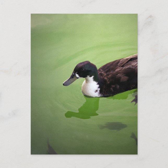 Carte Postale Pêche avec canards (Devant)