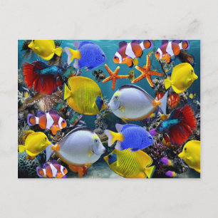 Carte Postale pêche de poissons tropicaux d'aquarium