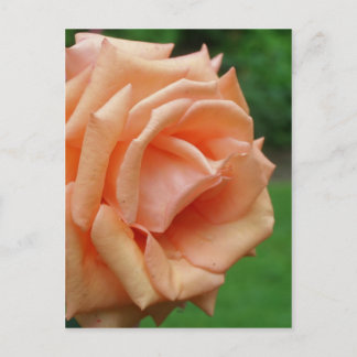 Carte Postale Pêcher Rose En Fleur De Fleur