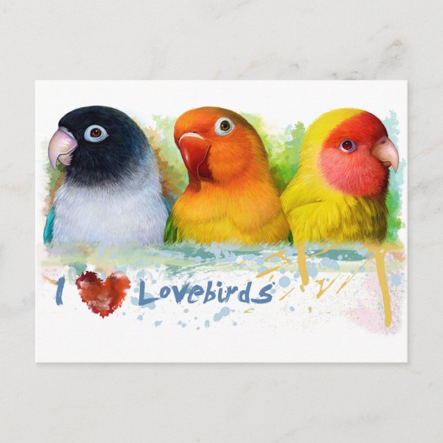 Carte Postale Pêcheur noir masqué Lutino pêche face lovebird (Devant)