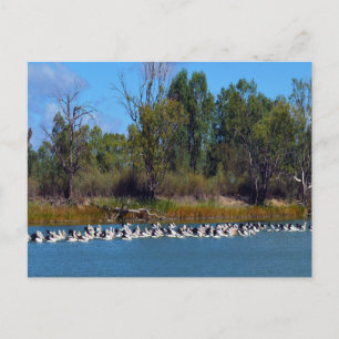 Carte Postale "Pêcheurs de River Murray : un rassemblement pélic